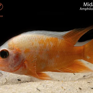 Midas Cichlid