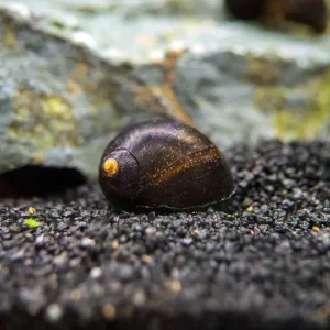 Midnight Black Nerite Snail (Vittina jovis)