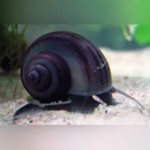 Midnight Mystery Snail
