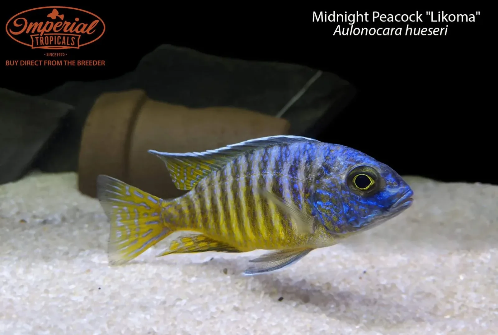 Midnight Peacock "Likoma" - Image 2