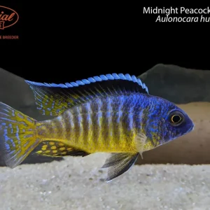 Midnight Peacock "Likoma"