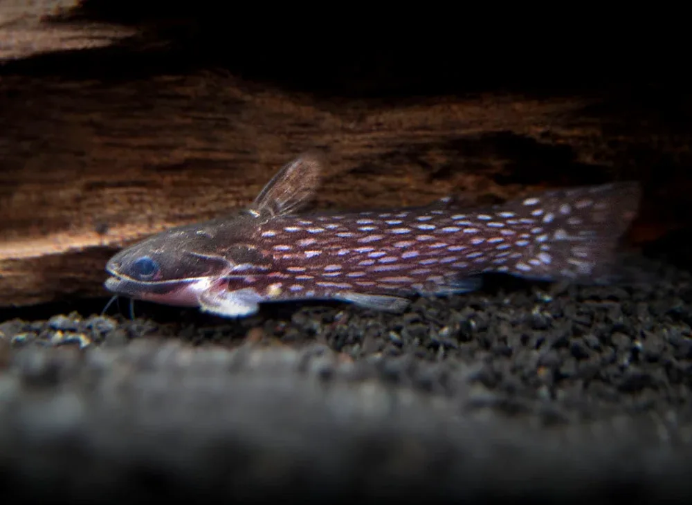 Milky Way Wood Catfish (Tatia galaxias), Tank-Bred! - Image 2