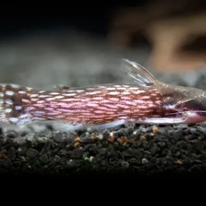 Milky Way Wood Catfish (Tatia galaxias), Tank-Bred!