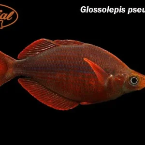 Millennium Rainbowfish