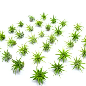 Mini Air Plants Pack - Miniature Fairy Garden Plants / Live Tillandsia for Enchanted Gardens