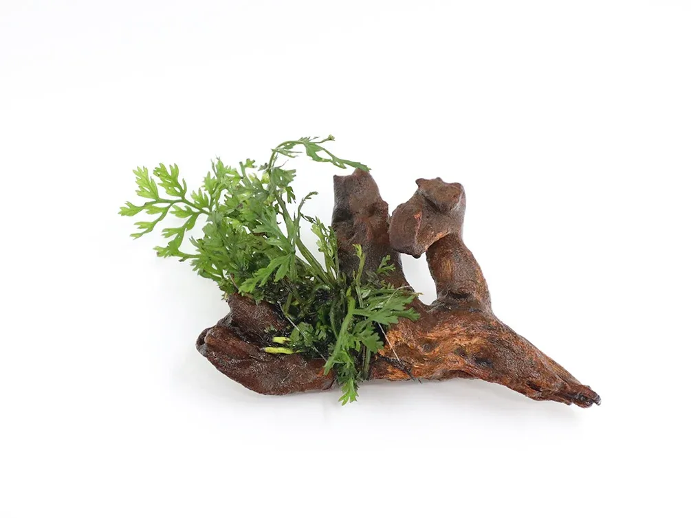 Mini Bolbitis (Baby Leaf) on 2" Driftwood (Bolbitis heteroclita difformis) - Image 2