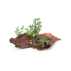 Mini Bolbitis (Baby Leaf) on 2" Driftwood (Bolbitis heteroclita difformis)