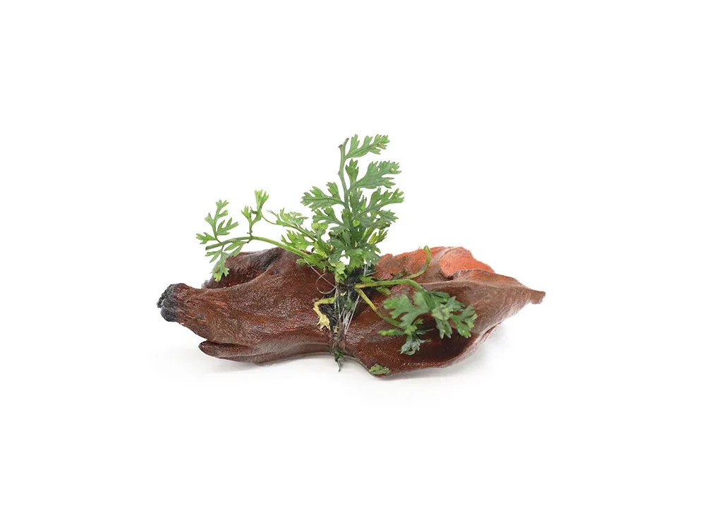 Mini Bolbitis (Baby Leaf) on 2" Driftwood (Bolbitis heteroclita difformis)