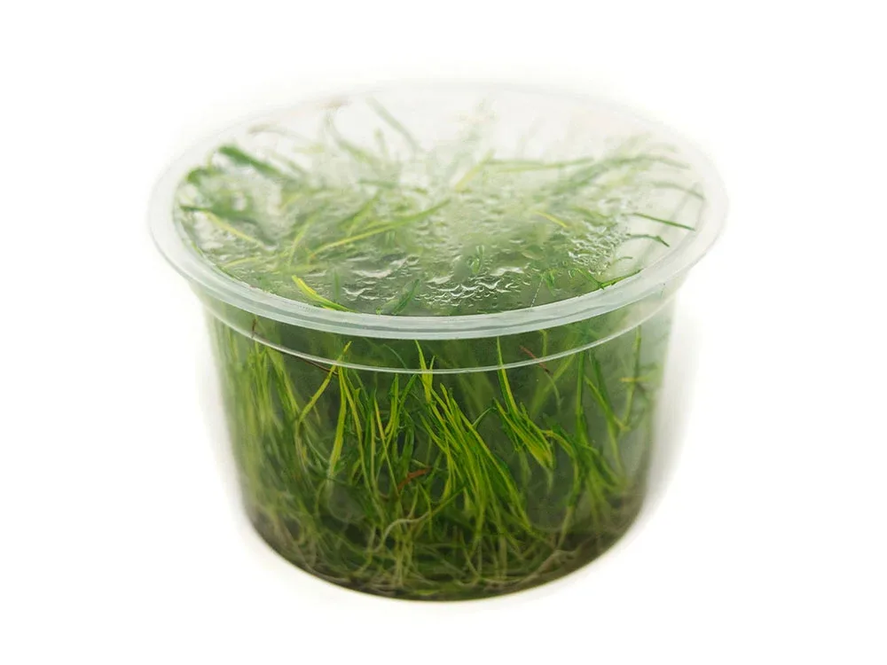 Mini Hairgrass (Eleocharis acicularis “Mini”) Tissue Culture - Image 2