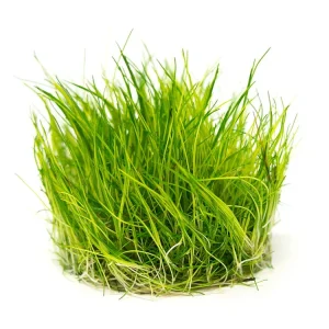Mini Hairgrass (Eleocharis acicularis “Mini”) Tissue Culture