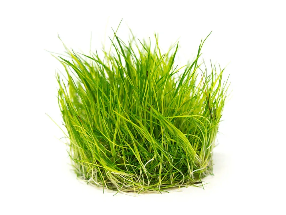 Mini Hairgrass (Eleocharis acicularis “Mini”) Tissue Culture