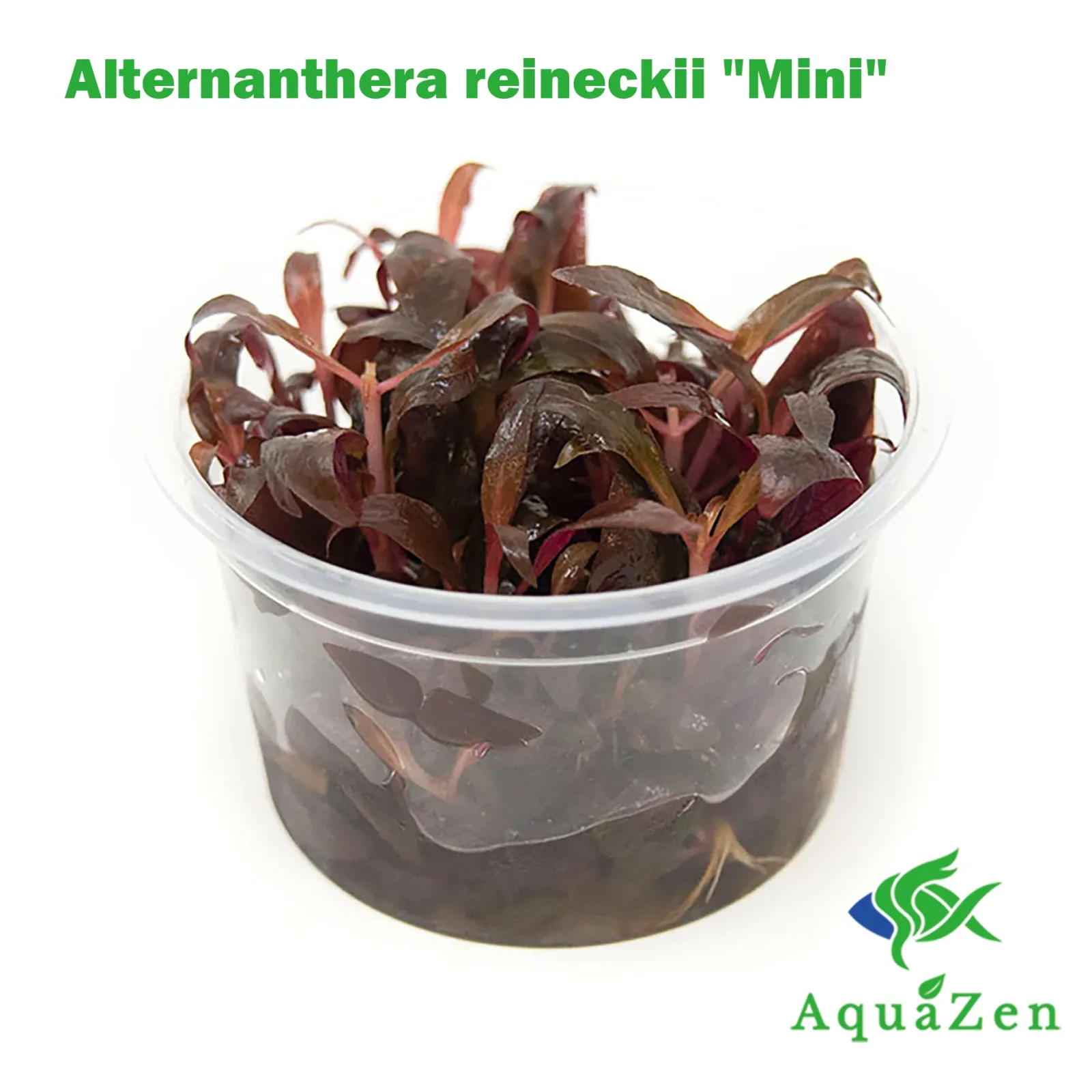 Mini Scarlet Temple (Alternanthera reineckii "Mini") Tissue Culture - Image 2