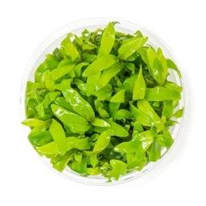 Mini Siamese 53B Hygro (Hygrophila corymbosa "Siamensis") Tissue Culture