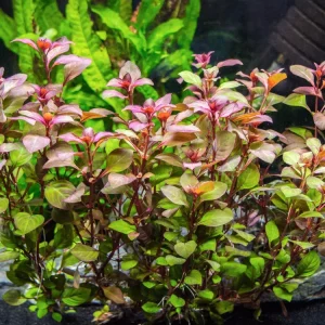 Mini Super Red Ludwigia (Ludwigia sp. "Mini Super Red")