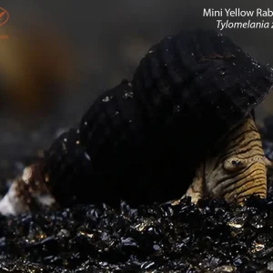 Mini Yellow Rabbit Snail