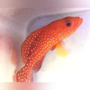 Miniatus Grouper
