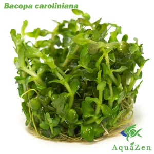 Mint AKA Lemon Bacopa (Bacopa caroliniana) Tissue Culture