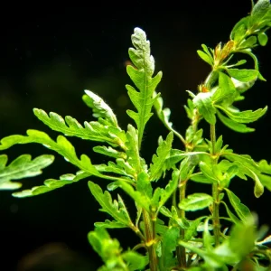 Miramar Weed (Hygrophila pinnatifida), bunch