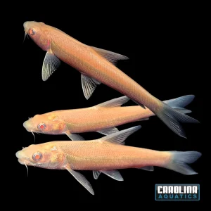 Misc - Aral Barbel Albino M/L