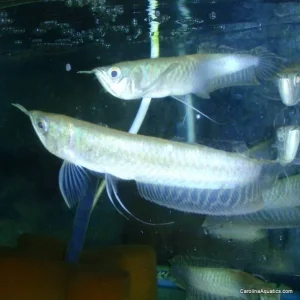 Misc - Arowana Silver JBO