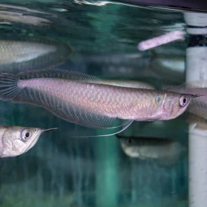 Misc - Arowana Silver M/L
