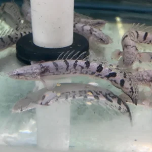 Misc - Bichir Delhezi A Grade Pattern 4n