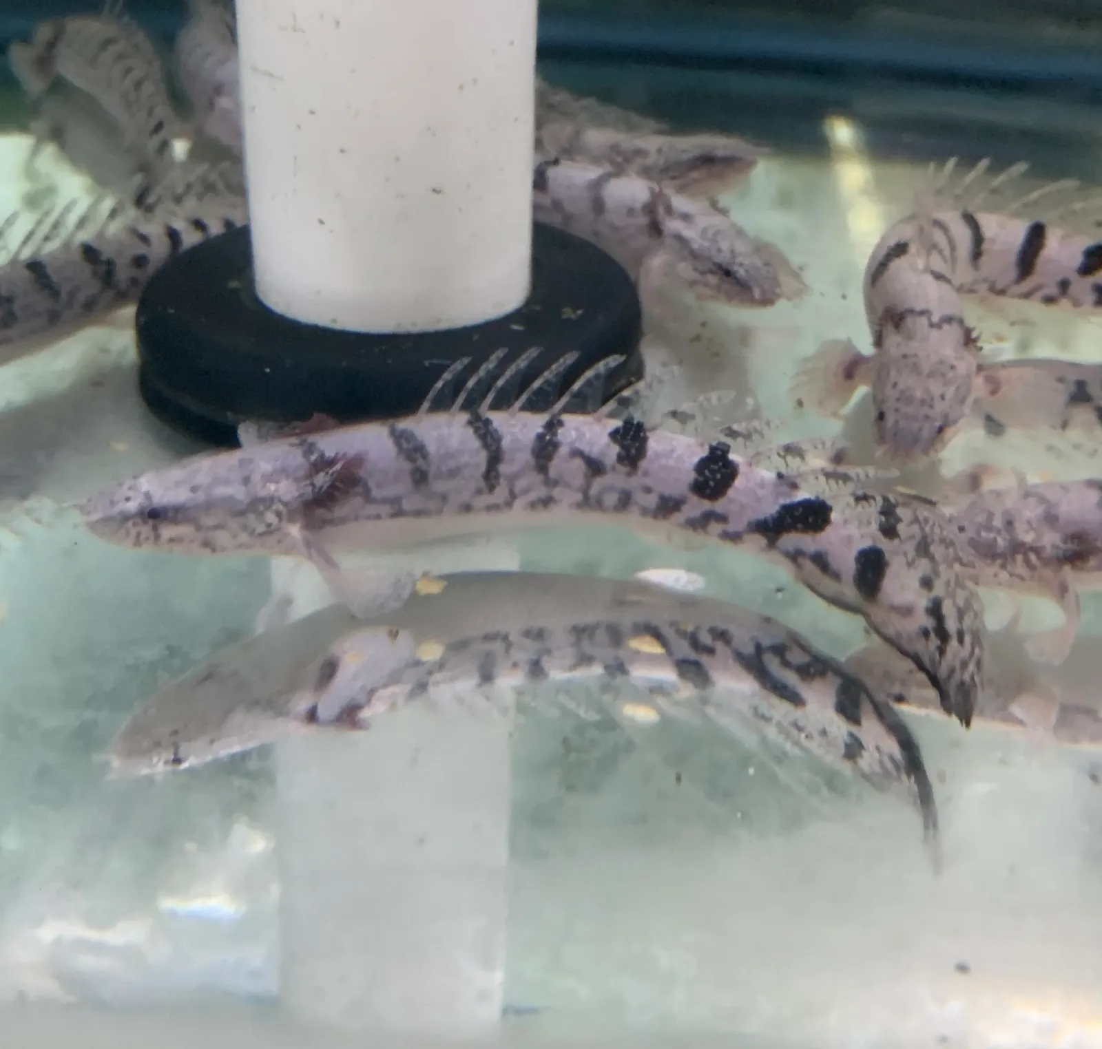 Misc - Bichir Delhezi A Grade Pattern 4n