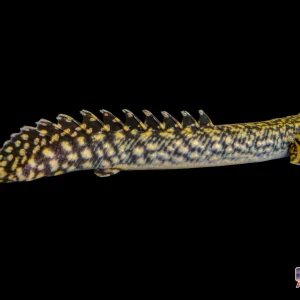Misc - Bichir Ornate TR 3in