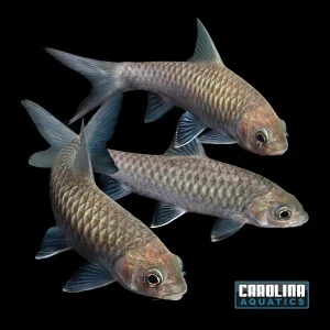 Misc - Blue Giant Mahseer 5-6in