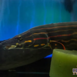 Misc - Eel Fire JBO 18-22in