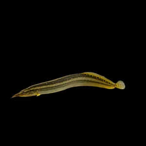 Misc - Eel Indian Peacock 5-6in