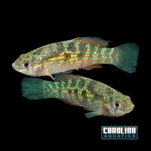 Misc - Flagfish