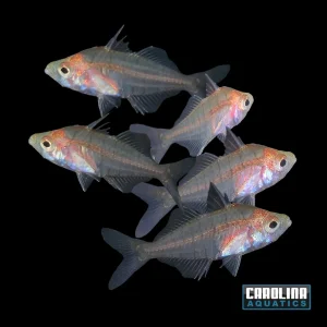 Misc - Glassfish Threadfin Dwarf