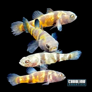 Misc - Goby Bumblebee Freshwater