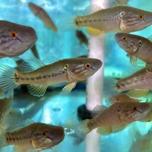 Misc - Goby Pacific Jade Sleeper Med