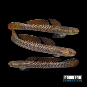 Misc - Goby Rainbow Stiphodon Lg