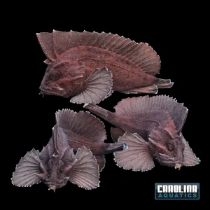 Misc - Leaf Waspfish Freshwater 2.5-3in