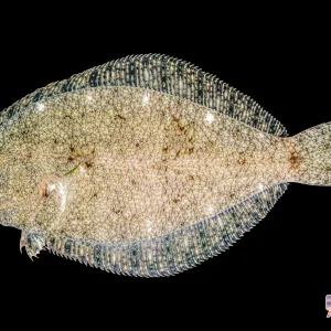 Misc - S.A. Freshwater Flounder M/L