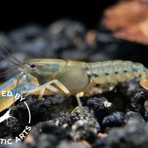 Misol Island AKA Blue Lightning Striped Crayfish (Cherax misolicus), BREDBY: Aquatic Arts