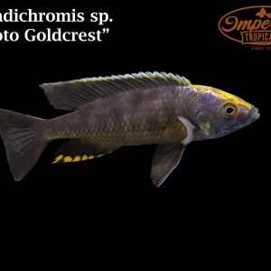 Mloto Goldcrest