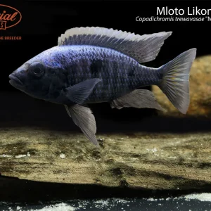 Mloto Likoma