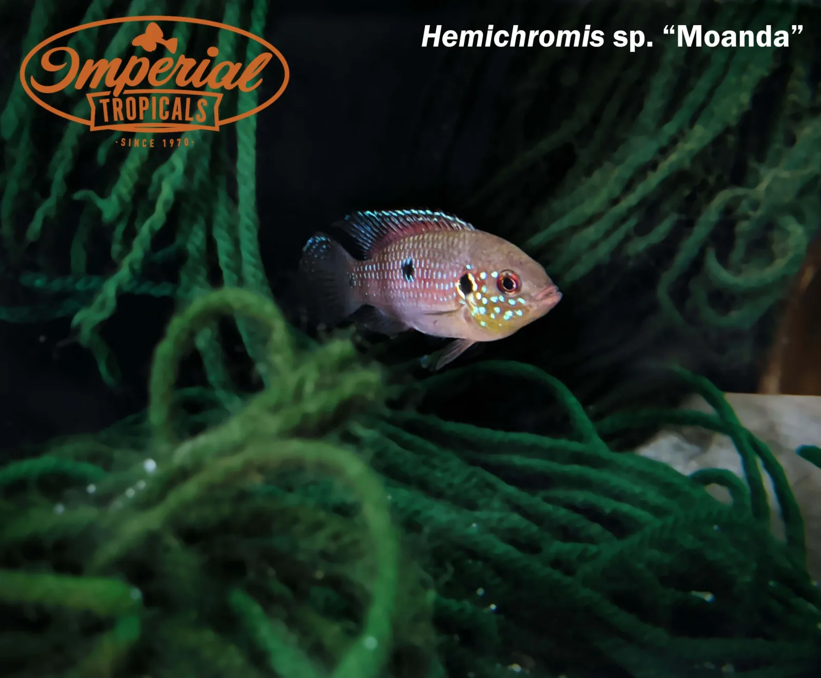 Moanda Jewel Cichlid - Image 2