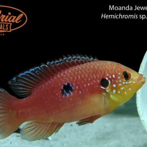 Moanda Jewel Cichlid