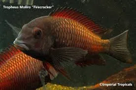 Moliro Firecracker Tropheus