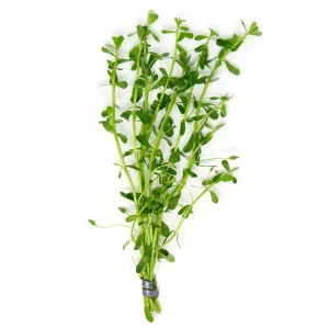 Moneywort (Bacopa monnieri)