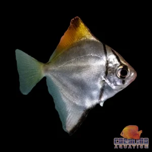 Mono - Dwarf Saltwater Acclimated 1-2"