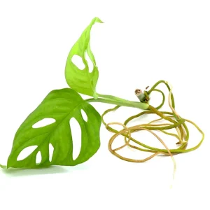 Monstera adansonii Plant – Node/Leaf Cutting