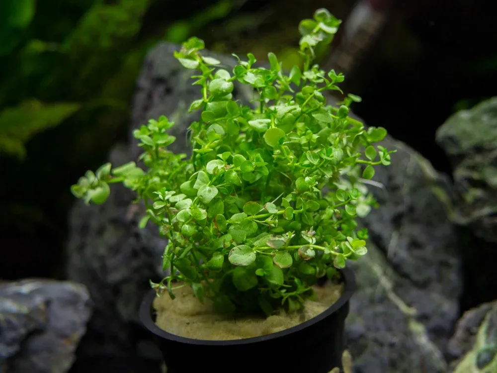 Monte Carlo (Micranthemum “Monte Carlo”), pot - Image 2
