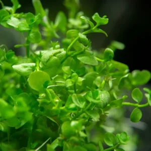Monte Carlo (Micranthemum “Monte Carlo”), pot