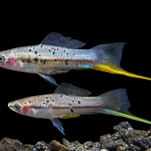 Montezuma Green Swordtail (Xiphophorus montezumae), Tank-Bred